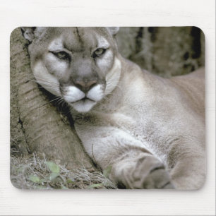 Mousepad pantera da Flórida, Felis concolor coryi,