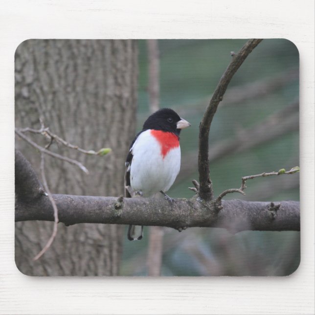 Mousepad Pão de rato Grosbeak de ressaca vermelha (Frente)