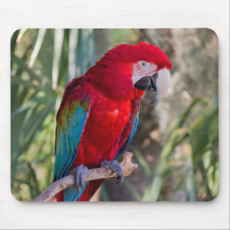 Mousepad Papagaio