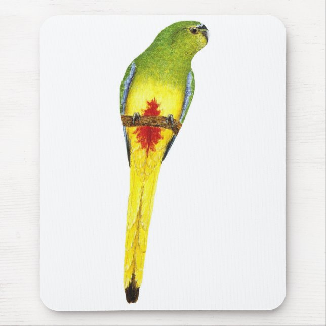 Mousepad papagaio Alaranjado-inchado - chrysogaster de (Frente)