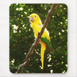 Mousepad Papagaio Amarelo