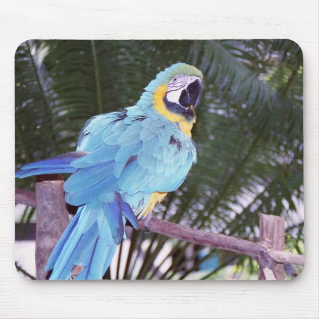 Mousepad papagaio azul (Frente)