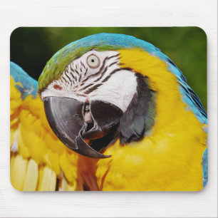 Mousepad Papagaio Azul e Dourado