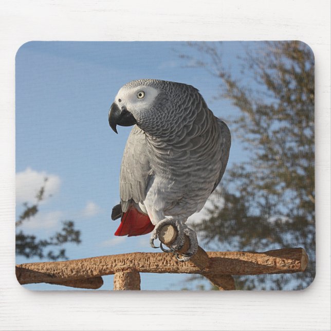 Mousepad Papagaio-Cinza africano espantoso (Frente)