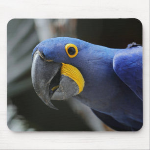 Mousepad Papagaio-De-Maca Azul-Amarelo