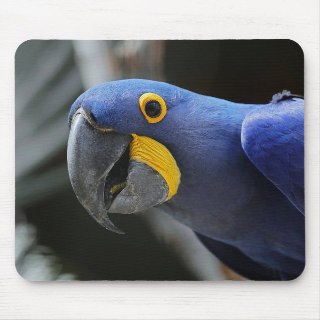 Mousepad Papagaio-De-Maca Azul-Amarelo (Frente)