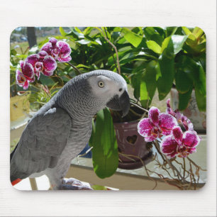 Mousepad Papagaio do cinza africano com orquídeas