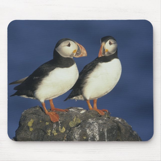 Mousepad Papagaio-do-mar (Frente)