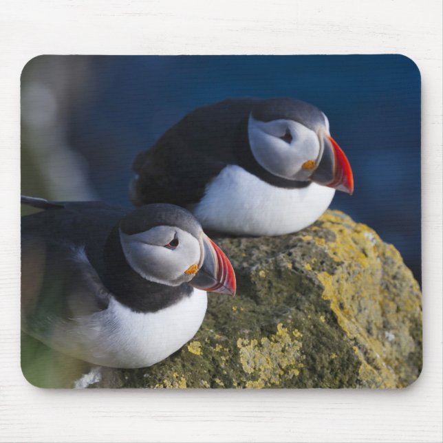 Mousepad Papagaio-do-mar (Fratercula arctica) 7 (Frente)