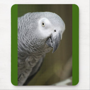 Mousepad papagaio fofo