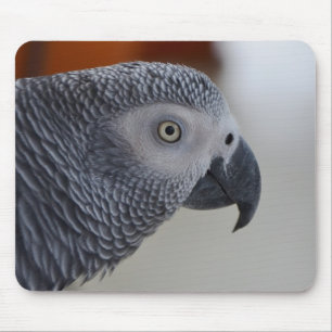 Mousepad Papagaio majestoso do cinza africano