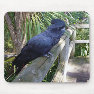 Mousepad Papagaio Negro australiano,