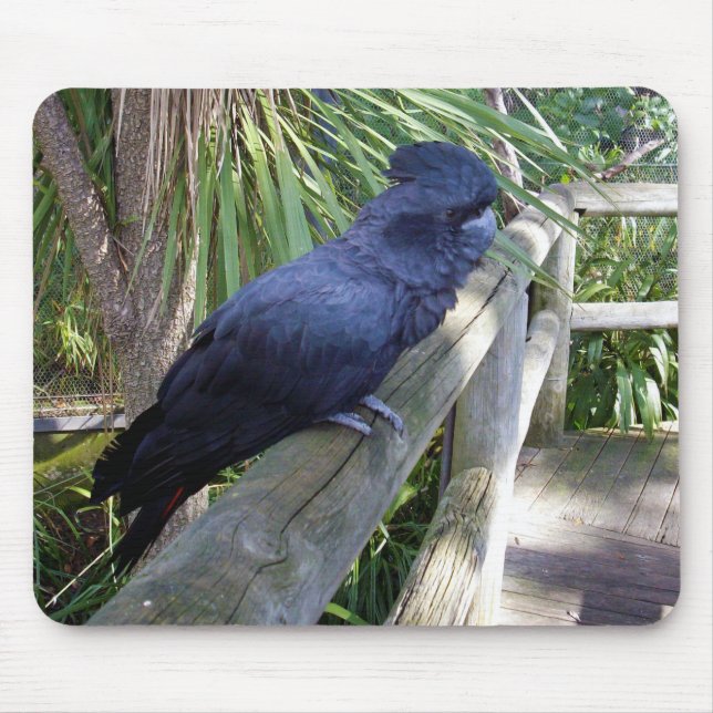 Mousepad Papagaio Negro australiano, (Frente)