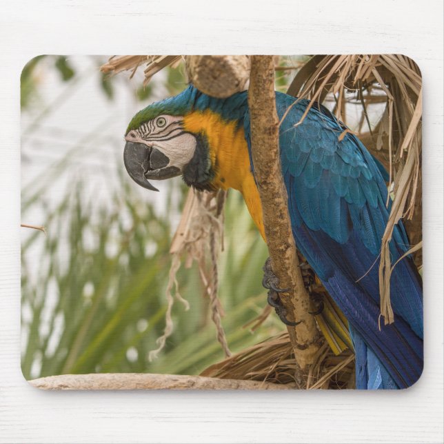 Mousepad papagaio, pássaro, sentado (Frente)