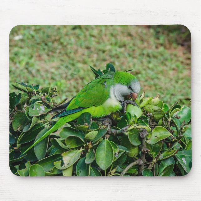 Mousepad Papagaio verde (Frente)