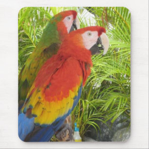 Mousepad Papagaios