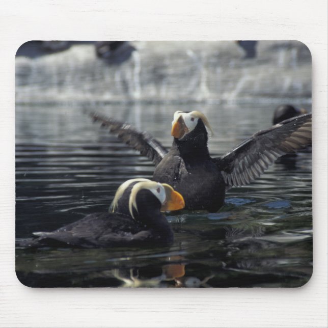 Mousepad Papagaios-do-mar-de-crista-do-Alasca (Frente)