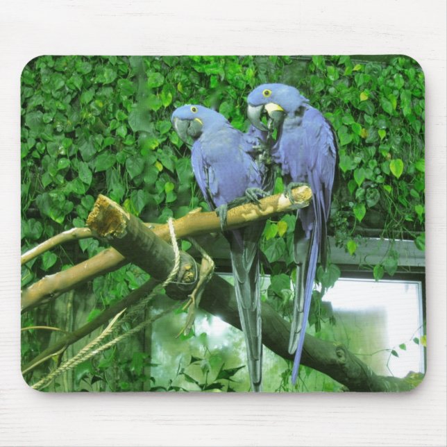 Mousepad Papagaios gêmeos azuis (Frente)