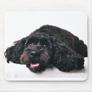 Mousepad papelão de mistura de poodle com cachorrinho