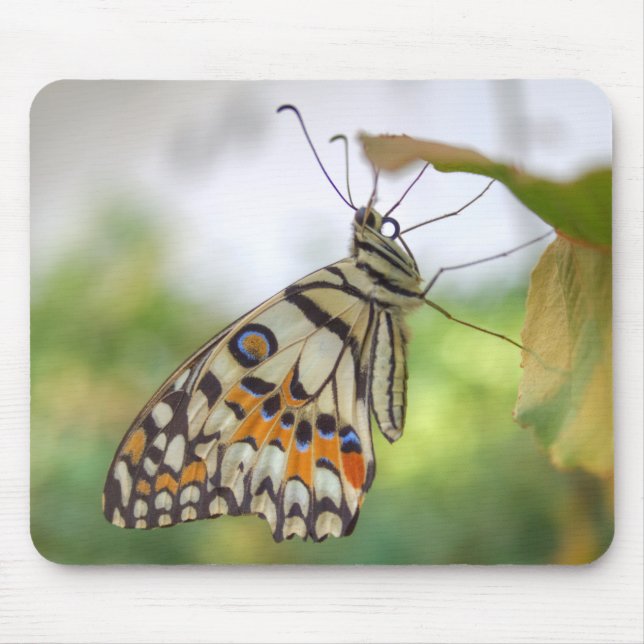 Mousepad Papilio demoleus (Frente)