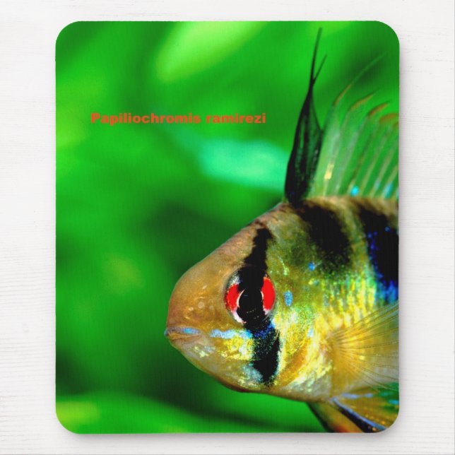 Mousepad Papiliochromis ramireziの マ ウ ス パ ド (Frente)