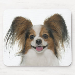 Mousepad Papillon Filhote Mamãe Cão Cachorro Cachorro Cac
