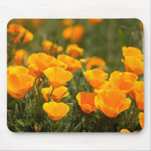Mousepad Papoulas da Califórnia, Parque Estadual Montana de