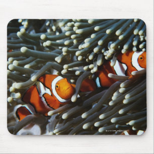 Mousepad Papuá-Nova Guiné, dois anemonefish falsos do