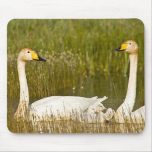 Mousepad Par de cisnes-bravos com filhotes na Islândia.