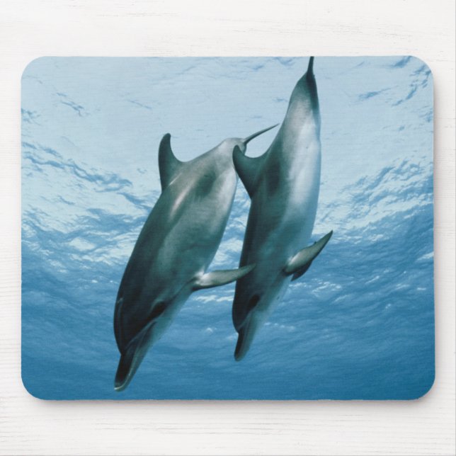 Mousepad Par de Golfinhos (Frente)