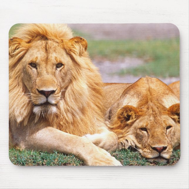Mousepad Par de Leões Africanos, Panthera leo, Tanzânia (Frente)