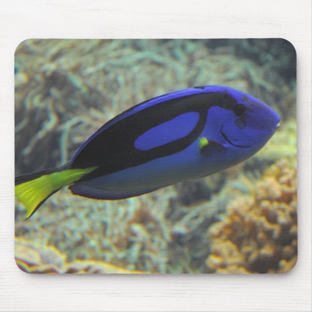 Mousepad Paracanturus hepatus (Frente)