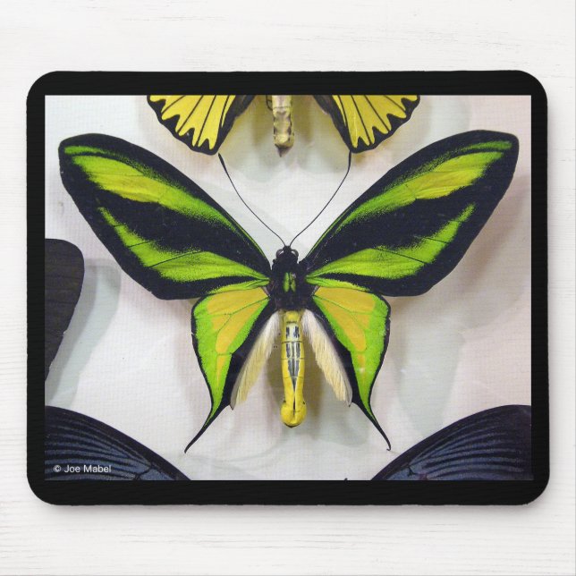 Mousepad Paradise birdwing , Ornithoptera paradisea (Frente)