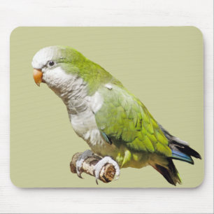 Mousepad Parakeet da monge