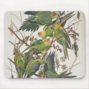 Mousepad Parakeet de Carolina, dos "pássaros de América",