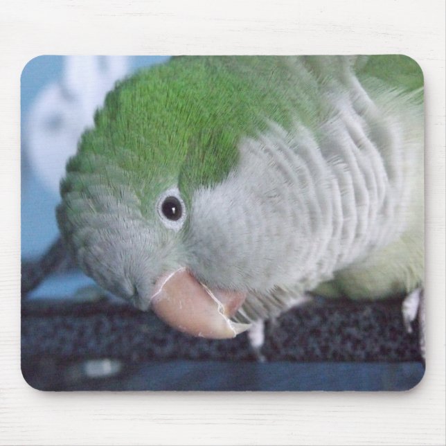 Mousepad Parakeet do quacre do Doin'? de Whatcha (Frente)