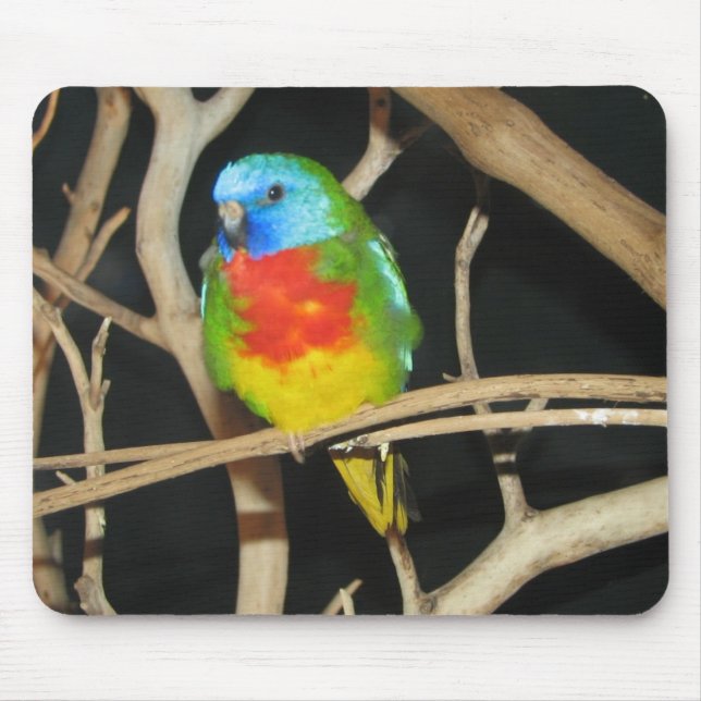 Mousepad Parakeet Escarlate-Chested - splendida de Neophema (Frente)