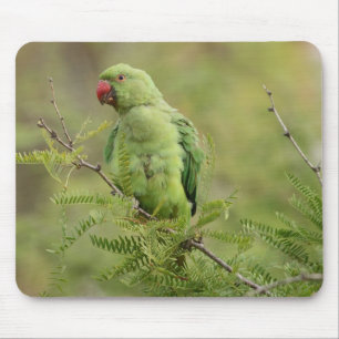 Mousepad Parakeet Rosa-rodeado