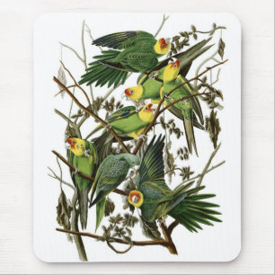 Mousepad Parakeets de Carolina de Audubon