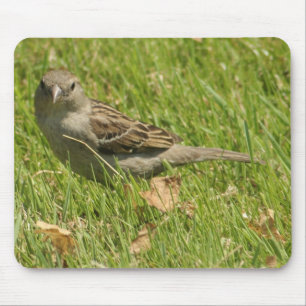 Mousepad pardal