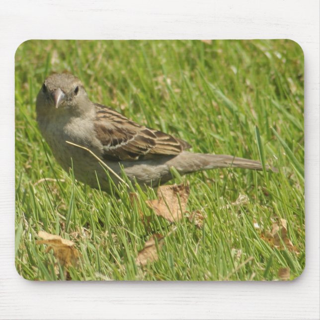 Mousepad pardal (Frente)