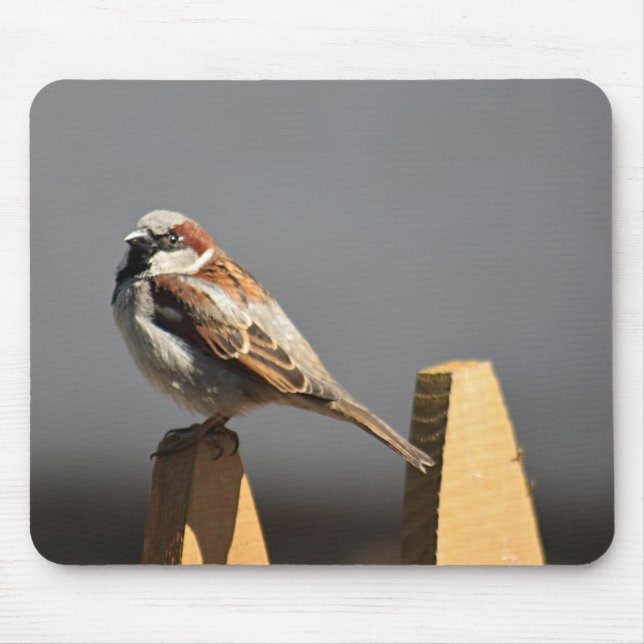 Mousepad Pardal de casa (Frente)