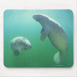 Mousepad Pares de peixes-boi de florida que nadam