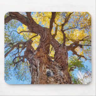 Mousepad Parque Nacional Capitol Reef, Árvore Cottonwood