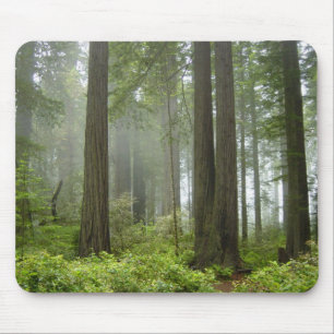 Mousepad Parque nacional da sequóia vermelha