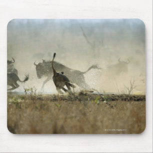 Mousepad Parque nacional de Kruger, província de