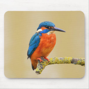 Mousepad Pássaro alaranjado azul do martinho pescatore