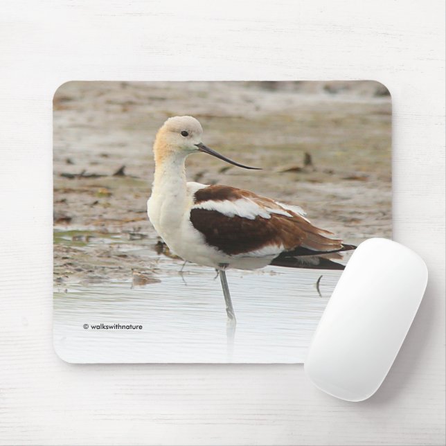 Mousepad Pássaro Ataque Americano Avocet Wading na Praia (Com mouse)