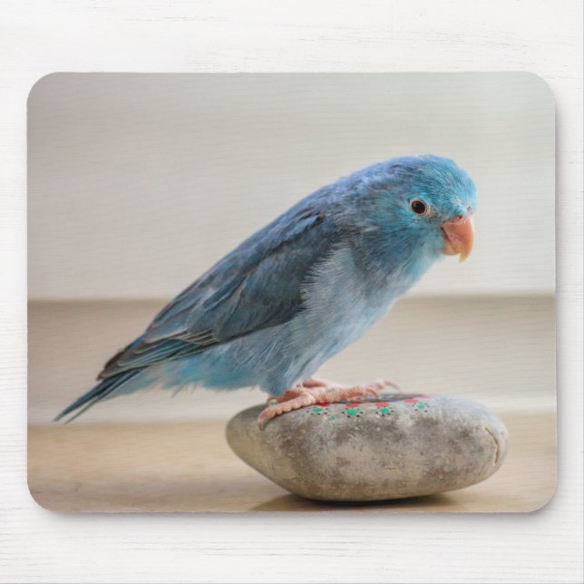 Mousepad Pássaro Azul (Frente)