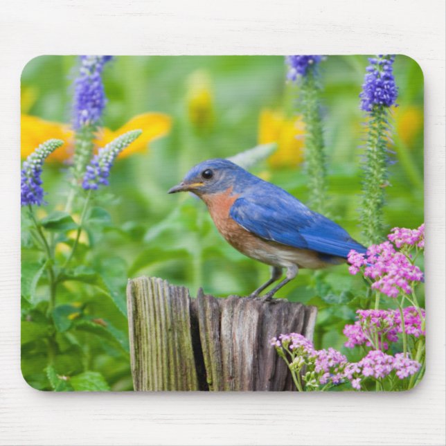 Mousepad Pássaro azul macho em poste de cerca em jardim de  (Frente)